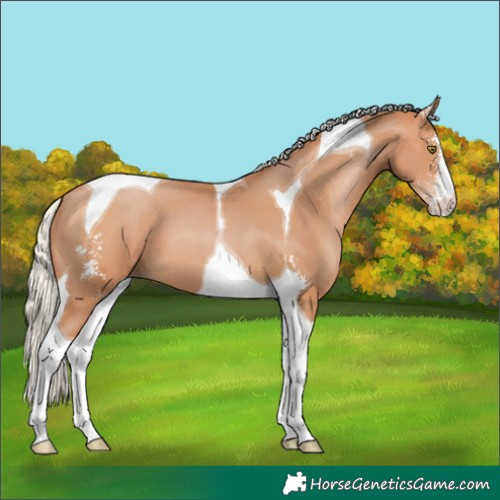 Horse Color:Silver Bay Pearl Sabino Tobiano