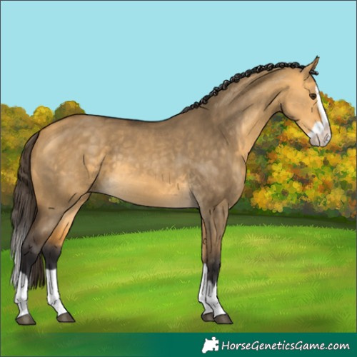 Horse Color:Buckskin Dun Splash