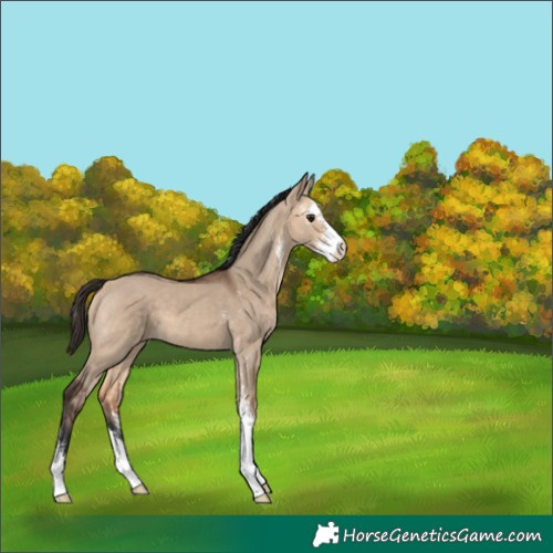 Horse Color:Bay Dun Sabino