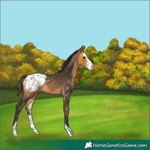 Horse Color:Buckskin Sabino Blanket 
