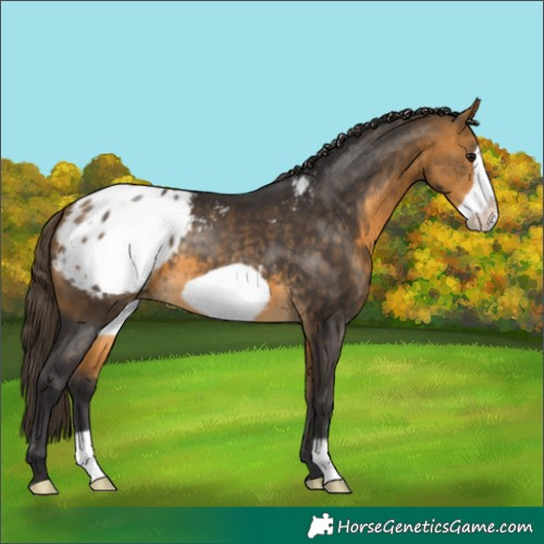 Horse Color:Buckskin Frame Blanket 