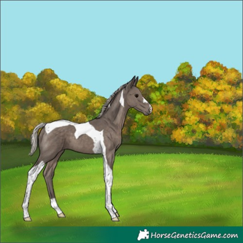 Horse Color:Silver Black Tobiano 