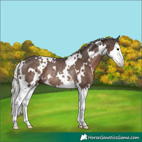 Horse Color:White Spotted Silver Black Splash Rabicano