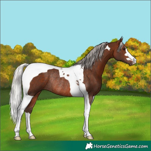 Horse Color:Silver Bay Tobiano Rabicano