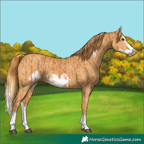 Horse Color:Chestnut Splash Frame and Chestnut Splash Frame