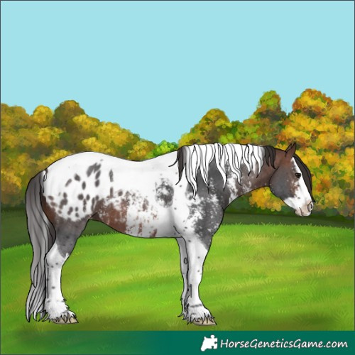 Horse Color:Brown Sabino Splash Tobiano Blanket 