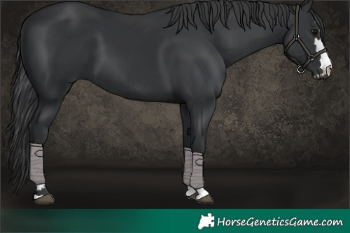 Horse Color:Black 