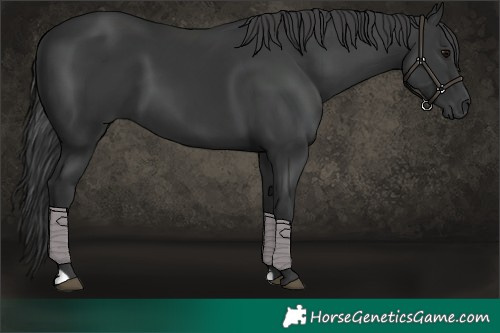 Horse Color:Black 