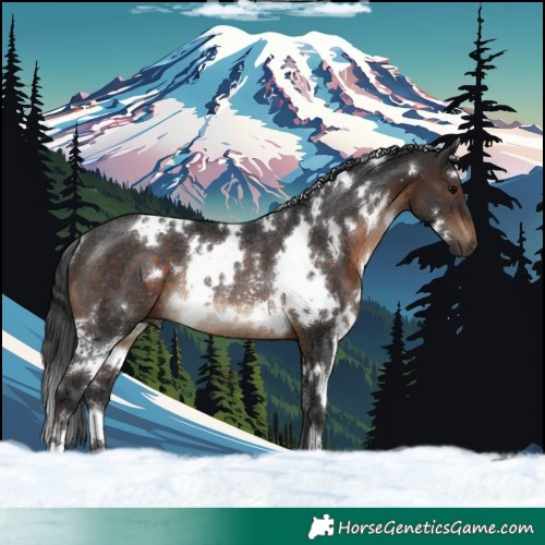 Horse Color:White Spotted Brown Rabicano 