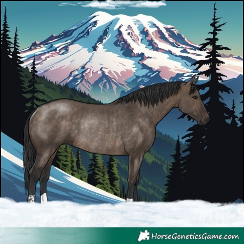 Horse Color:Brown Dun Rabicano