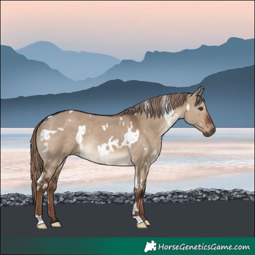 Horse Color:White Spotted Liver Red Dun Rabicano