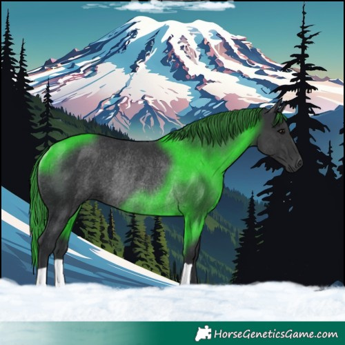 Horse Color:Black Rabicano 
