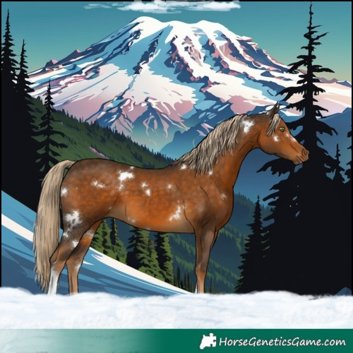 Horse Color:White Spotted Chocolate Palomino Tobiano