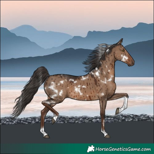 Horse Color:White Spotted Liver Red Dun Tobiano Brindle