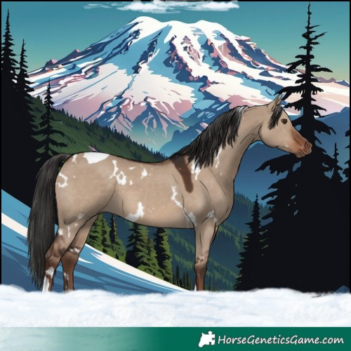 Horse Color:White Spotted Liver Red Dun Tobiano 