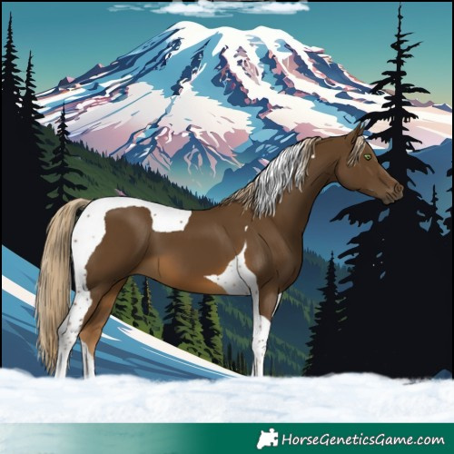 Horse Color:Chocolate Palomino Tobiano