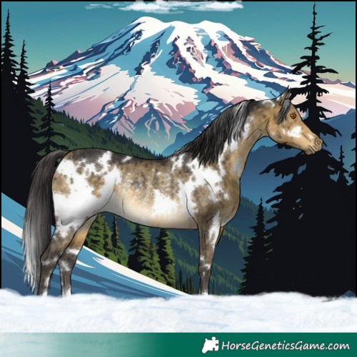 Horse Color:White Spotted Buckskin Dun Rabicano Brindle