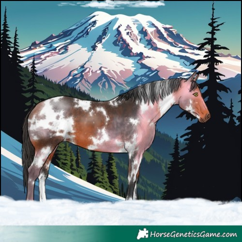 Horse Color:White Spotted Bay