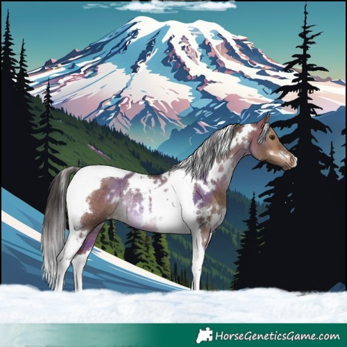 Horse Color:White Spotted Bay Dun Tobiano Rabicano