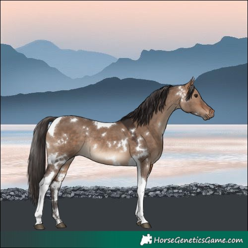 Horse Color:White Spotted Bay Dun Tobiano Rabicano 