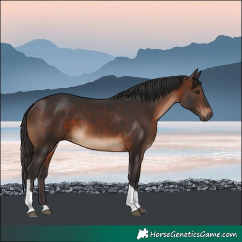 Horse Color:Brown Tobiano Rabicano 