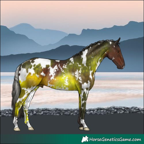 Horse Color:White Spotted Liver Chestnut Rabicano 