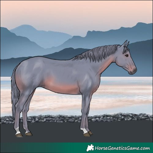 Horse Color:Watercolor Black 