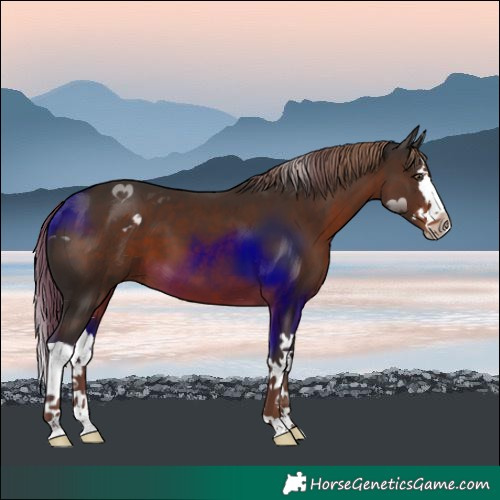 Horse Color:Liver Chestnut Splash 