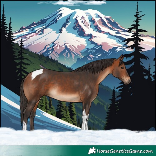 Horse Color:Bay Tobiano Rabicano