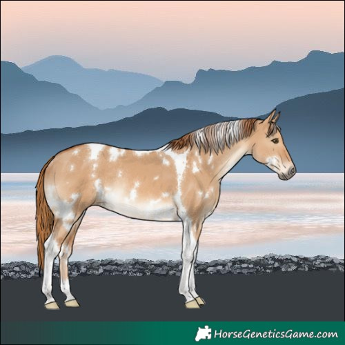 Horse Color:White Spotted Red Dun Tobiano Rabicano