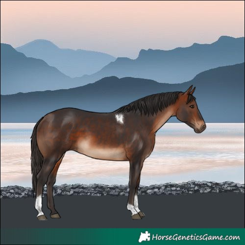 Horse Color:Bay Tobiano