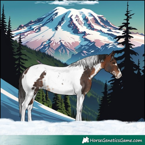 Horse Color:White Spotted Brown Tobiano Rabicano