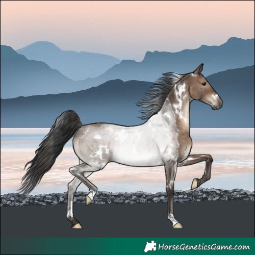 Horse Color:White Spotted Brown Dun Rabicano