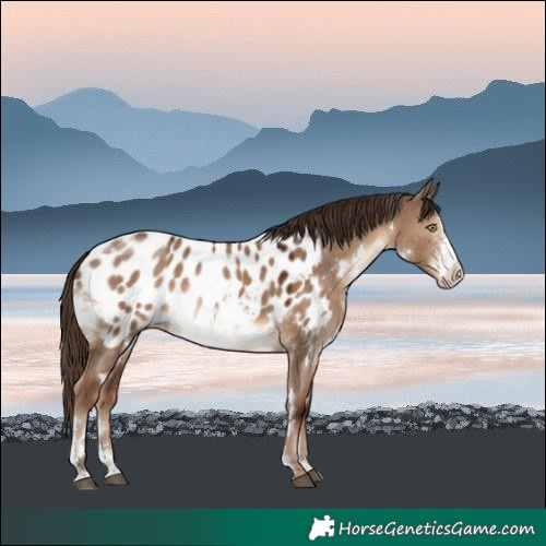 Horse Color:White Spotted Liver Red Dun Sabino Near Leopard Rabicano