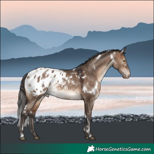 Horse Color:White Spotted Bay Dun Blanket Rabicano 