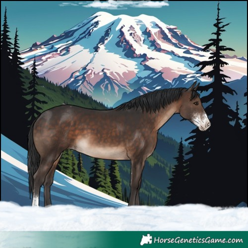 Horse Color:Brown Sabino Varnish