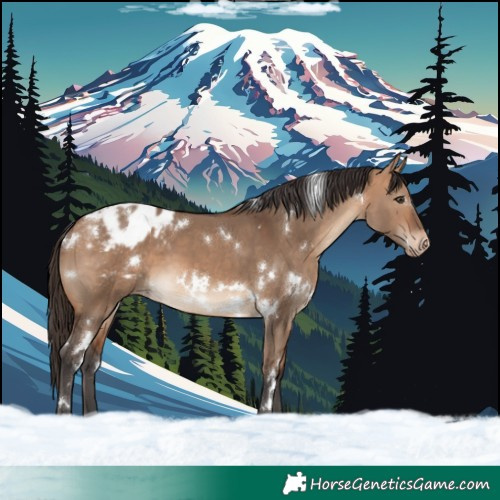 Horse Color:White Spotted Bay Dun Blanket
