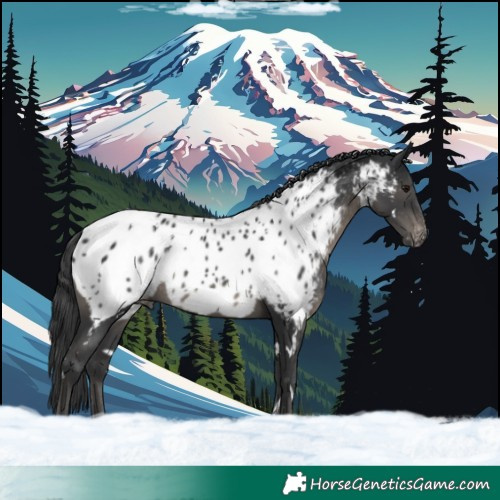 Horse Color:White Spotted Black Near Leopard