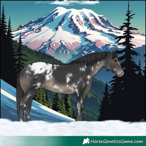 Horse Color:White Spotted Black Blanket 