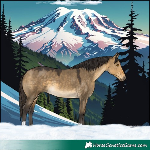 Horse Color:Buckskin Dun