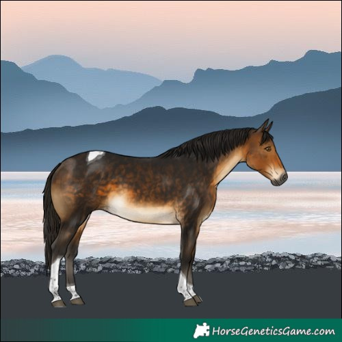 Horse Color:Gray Buckskin Tobiano
