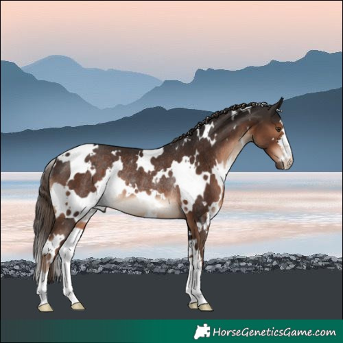 Horse Color:White Spotted Liver Chestnut Rabicano 