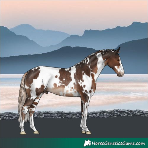Horse Color:White Spotted Liver Chestnut Rabicano