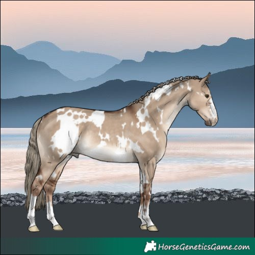 Horse Color:White Spotted Liver Red Dun Rabicano 