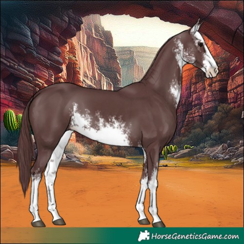 Horse Color:White Spotted Chocolate Black