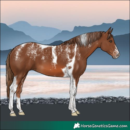 Horse Color:Powder White Chestnut Tobiano