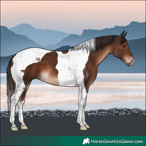 Horse Color:Liver Chestnut Tobiano