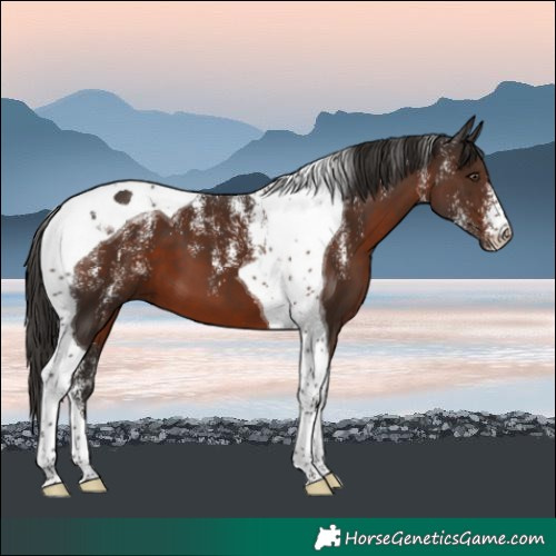 Horse Color:Powder White Liver Chestnut Tobiano