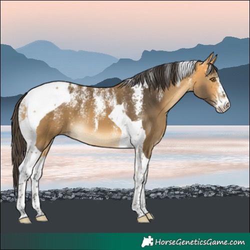 Horse Color:Powder White Buckskin Tobiano