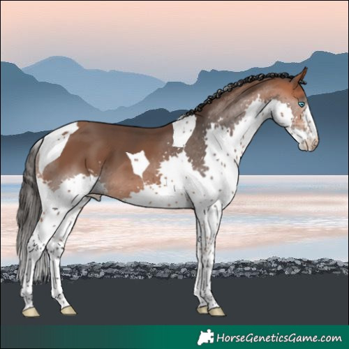 Horse Color:Bay Splash Tobiano